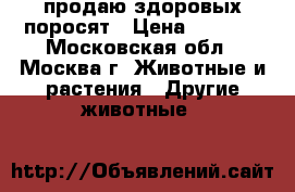 продаю здоровых поросят › Цена ­ 7 000 - Московская обл., Москва г. Животные и растения » Другие животные   